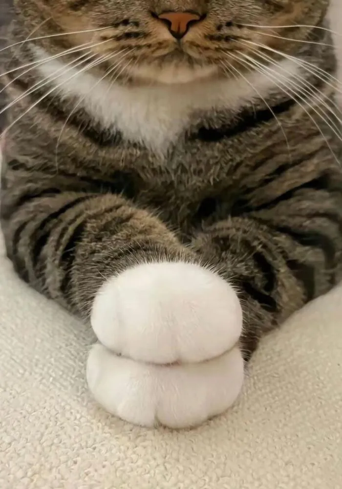 Эти лапки великолепны.