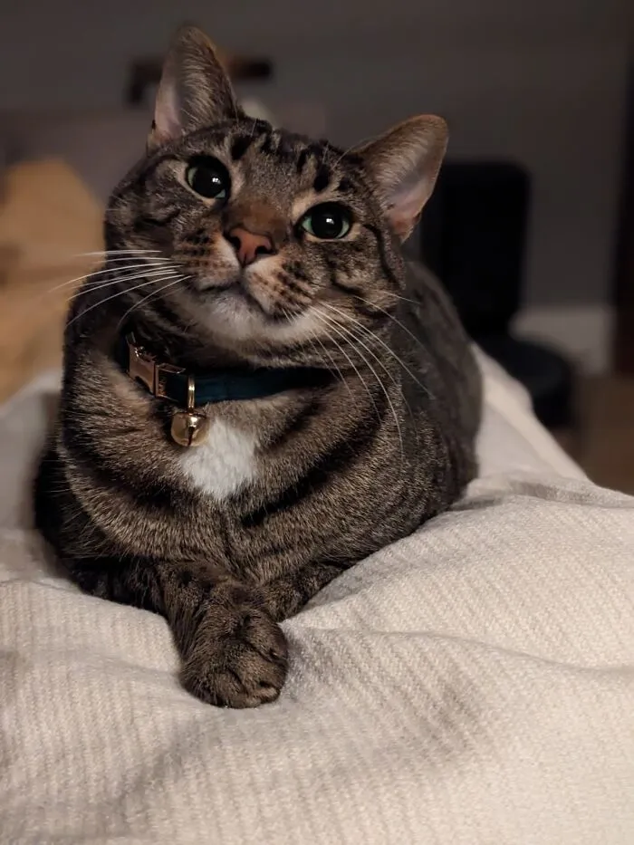 «Моя жена сфотографировала нашего кота. По-моему, это ее лучшая работа».