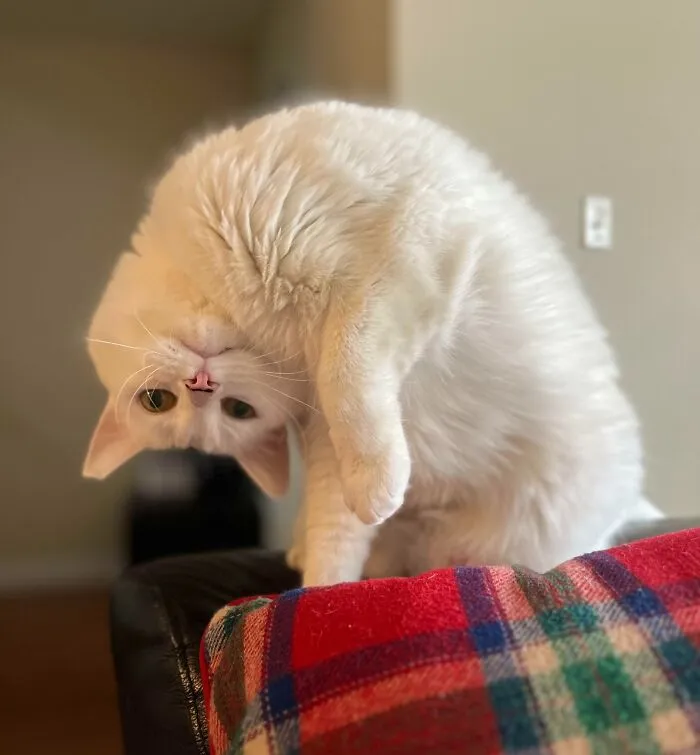 «Мой кот Уинстон всегда приветствует меня подобным образом».