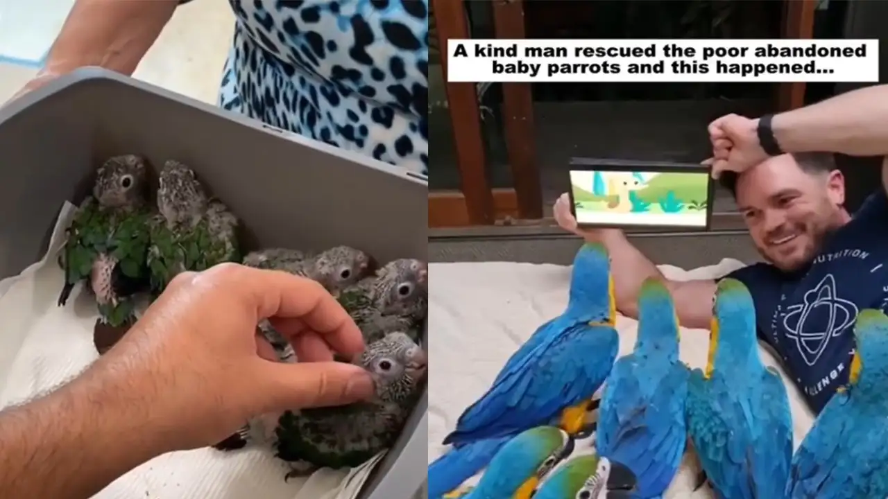 Попугаи и их спаситель.