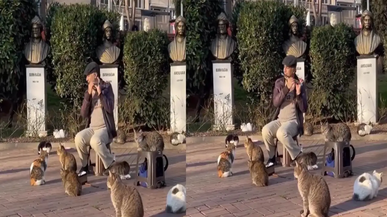 Концерт для котиков.