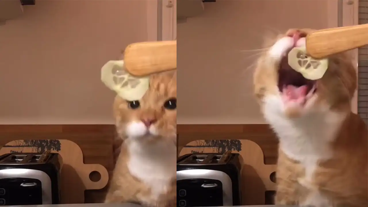 Любитель огурчиков.