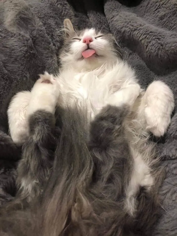 «При создании этого изображения не использовалась кошачья мята».