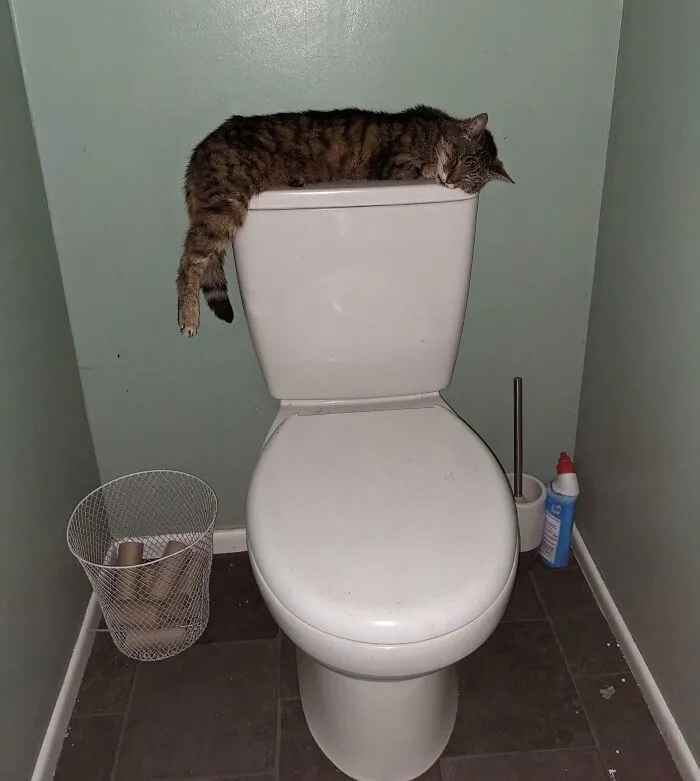 Самое удобное спальное место в доме.