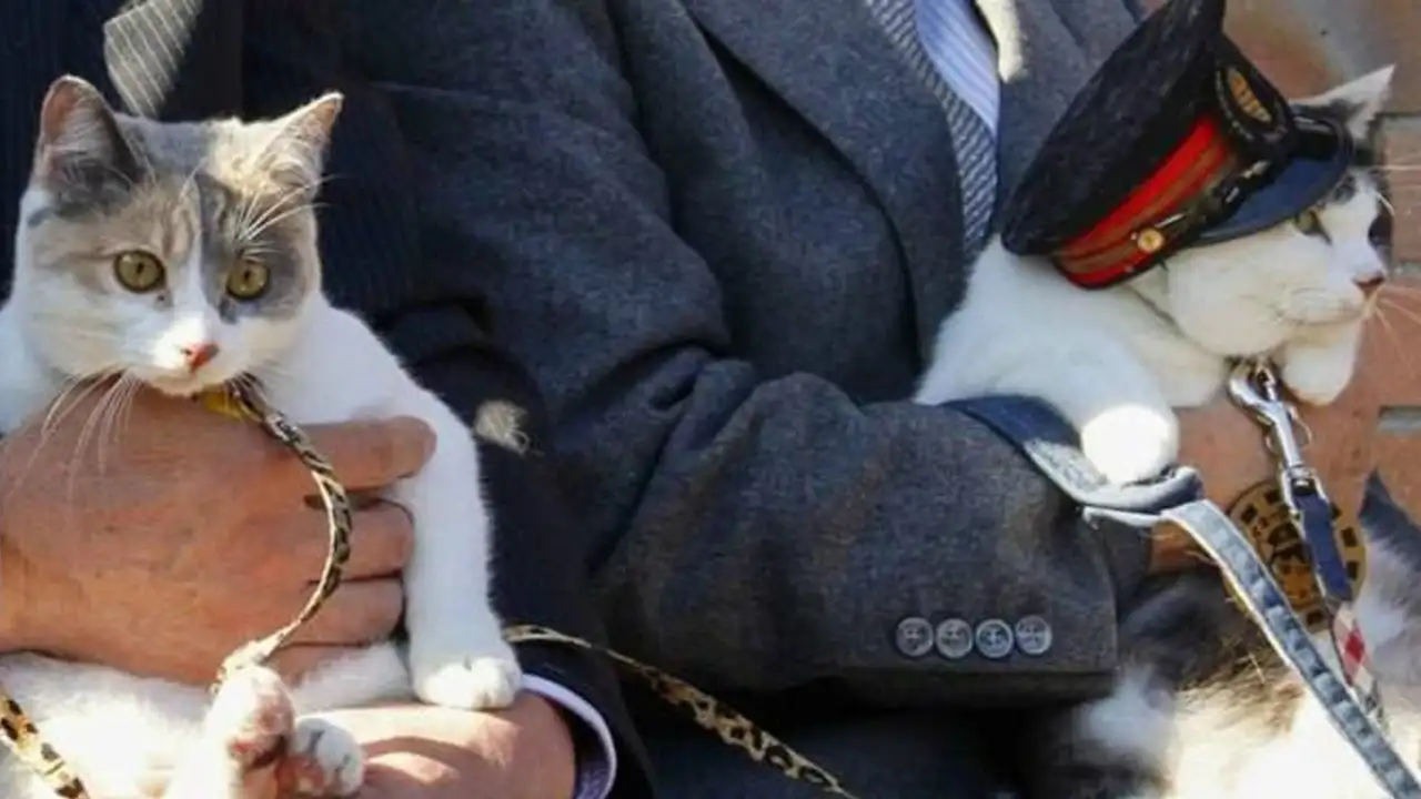 Котик стал начальником японской железнодорожной станции в Вакаяме.