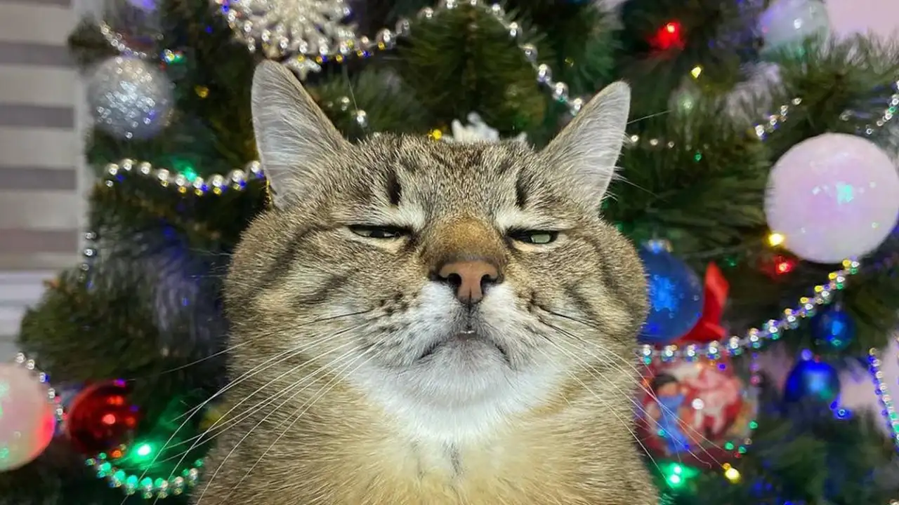 Недовольный котик у новогодней елки.