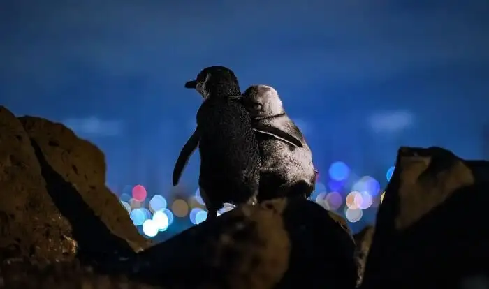 Пингвины часами стоят рядом, наблюдая за огнями Мельбурна.