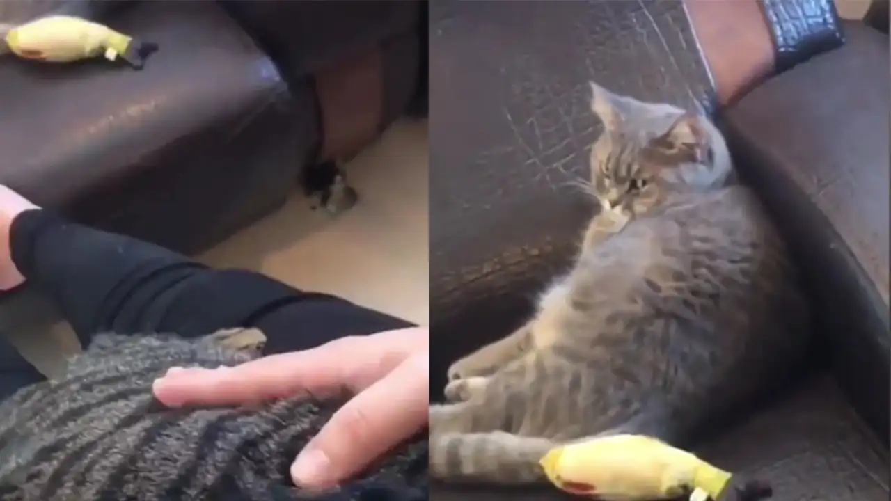 Обиженный кот.