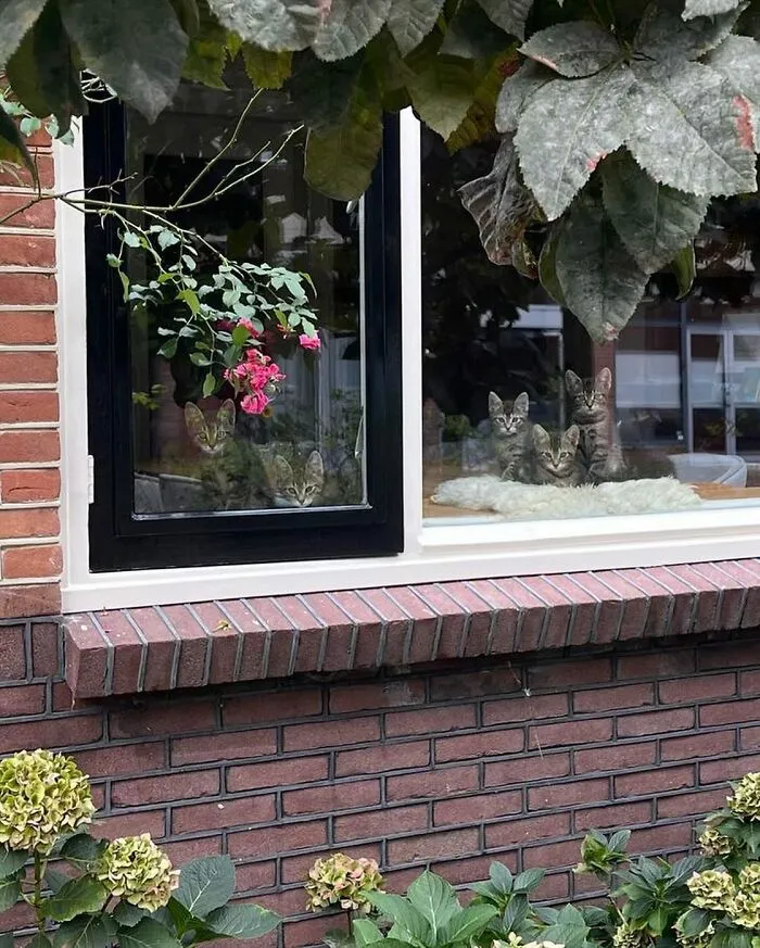 Полосатая банда.