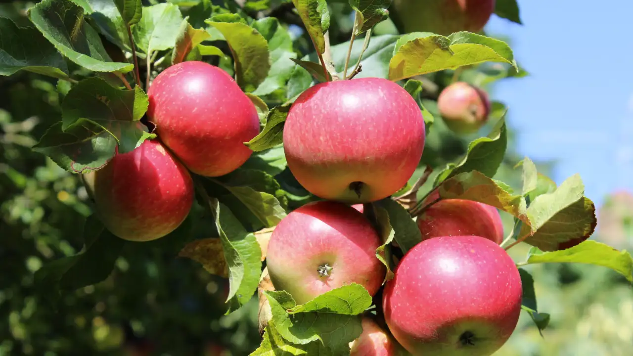 Идеальные яблоки вырастают после правильной осенней подкормки 