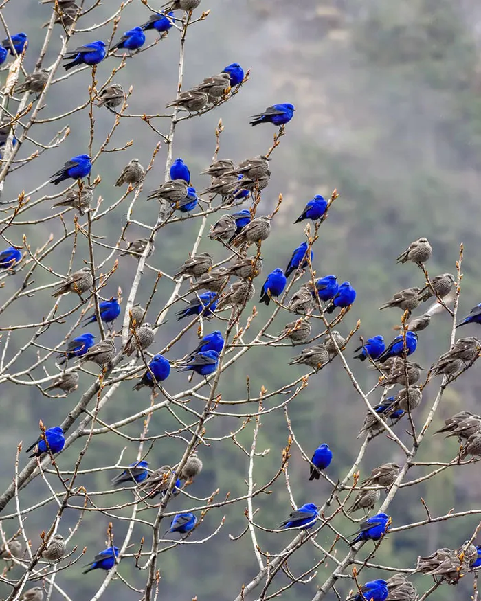Ослепительно синие самцы Лазоревых птиц.