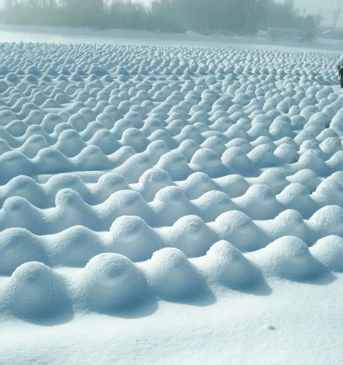 Покрытое снегом поле капусты.