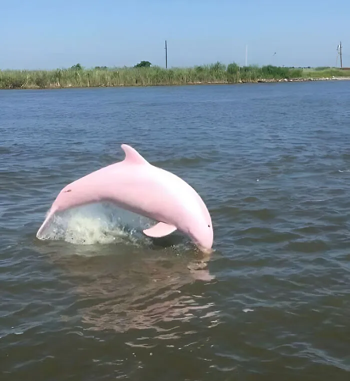 «Мой приятель заметил этого дельфина в штате Луизиана».