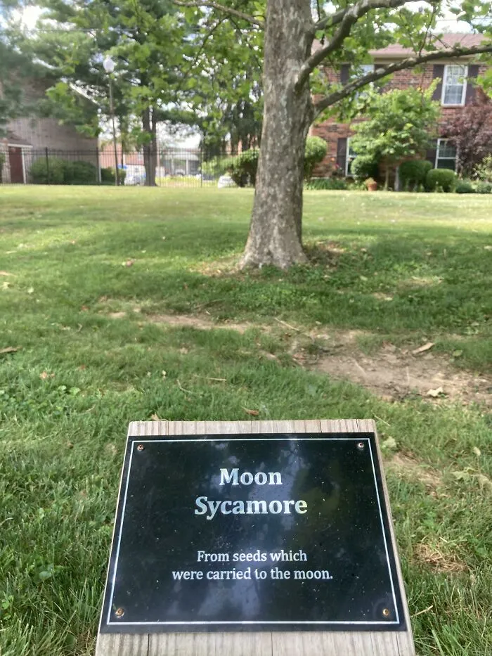 Когда-то это дерево было на Луне.
