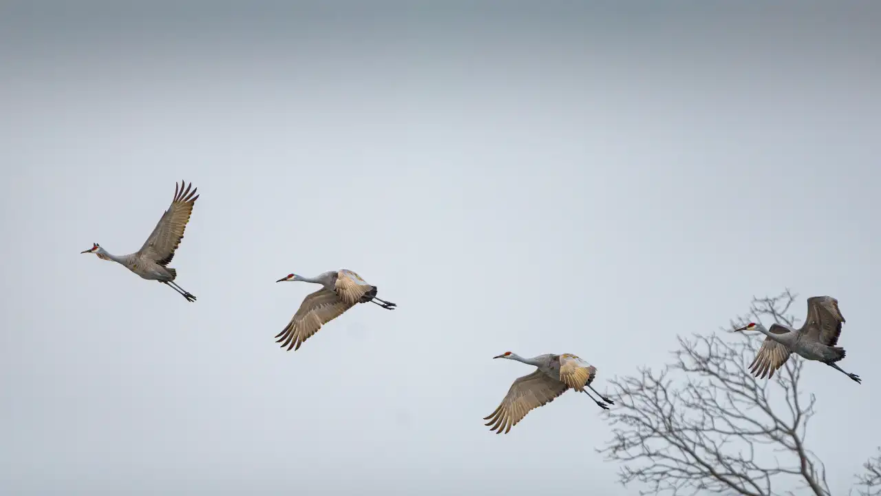 Журавли улетают на юг