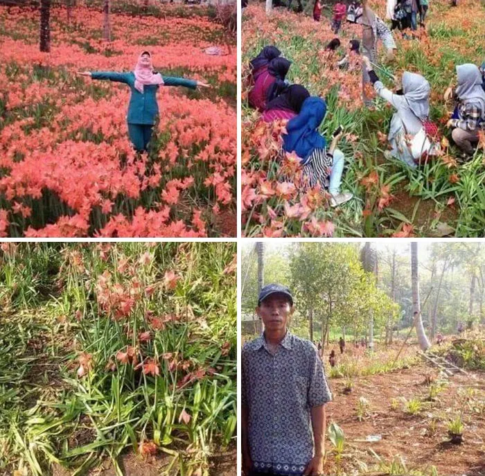Это красивое цветочное поле было затоптано любителями необычных фото для соцсетей.