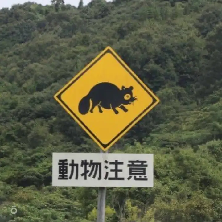 Осторожно, еноты.