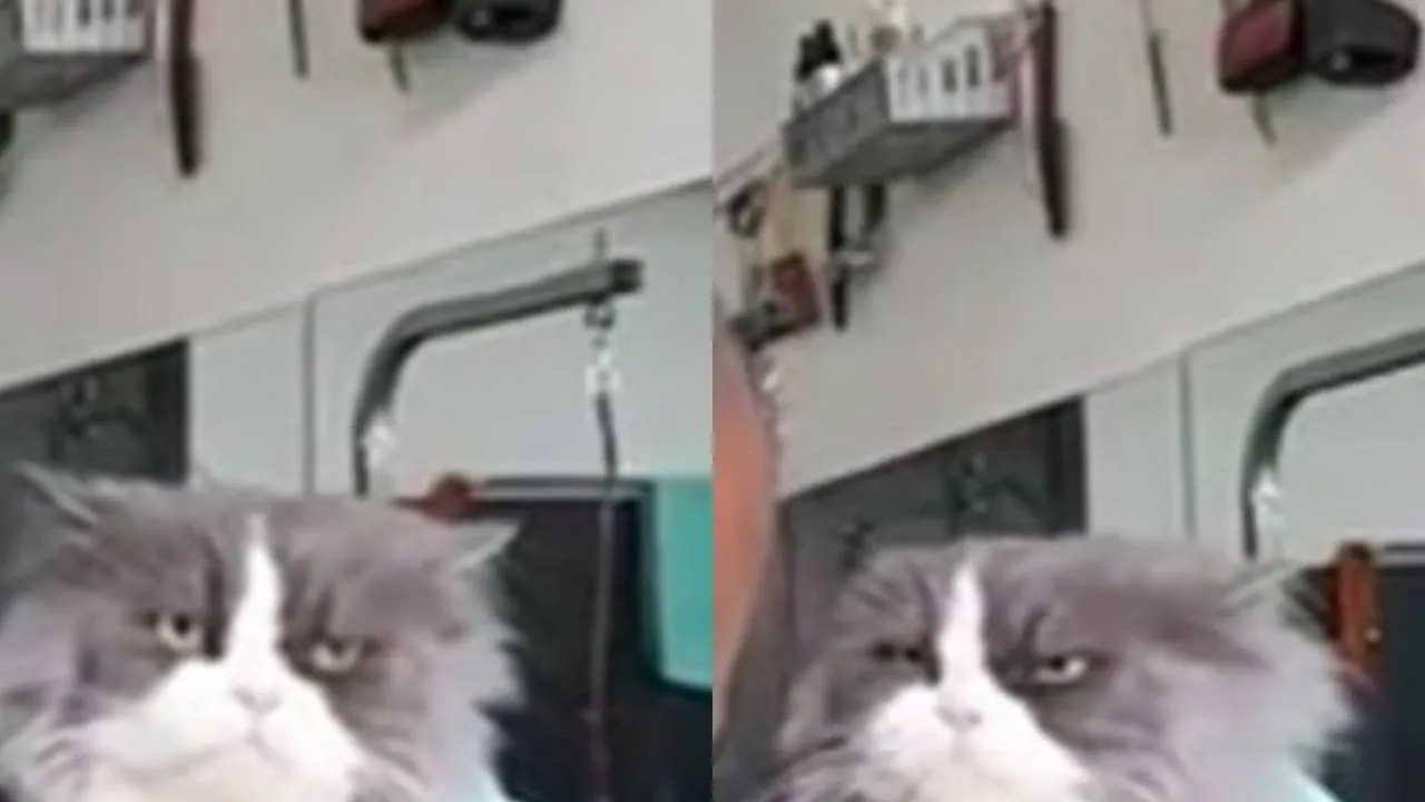 Кот у грумера.