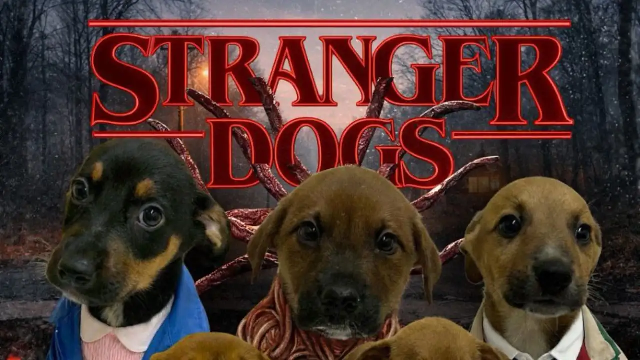 Приют в Бразилии превратил щенков в персонажей «Очень странных дел».