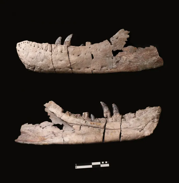 Челюсти нового динозавра мельче, чем у T.rex.