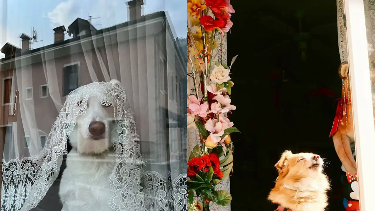 Собачки в окнах.