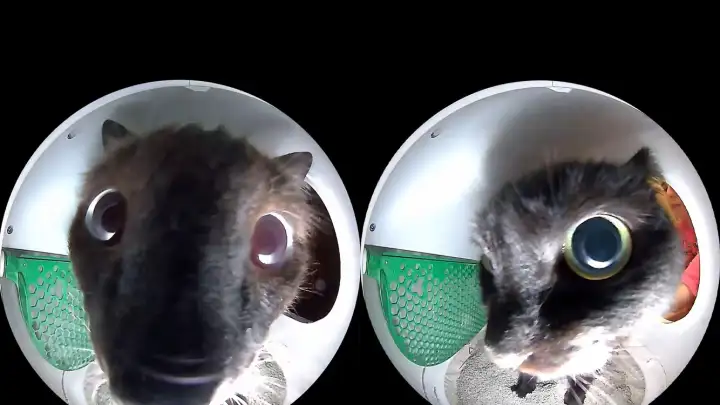 Парень установил камеру в кошачьем лотке, и обнаружил неожиданно забавный ракурс