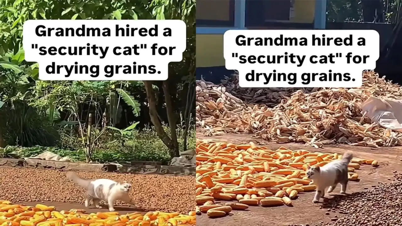 Кот-сторож.