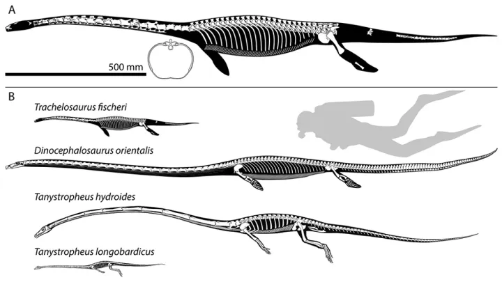 Сравнение Trachelosaurus fischeri с другими морскими рептилиями.