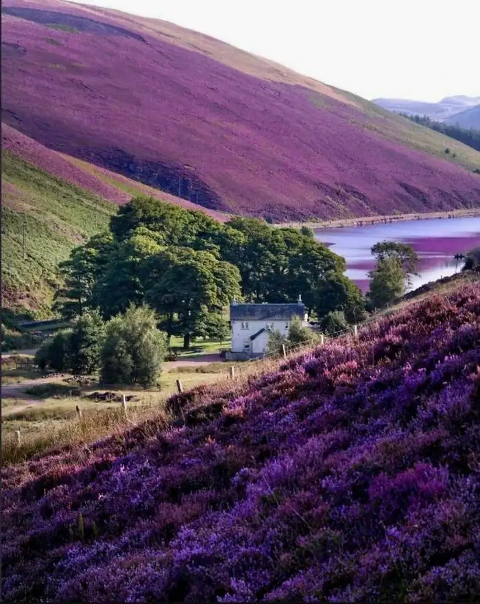 Шотландский вереск.