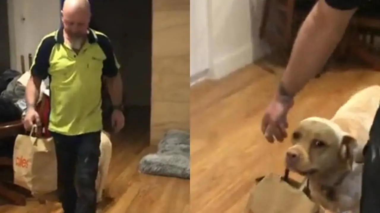 Пес несет пакет.