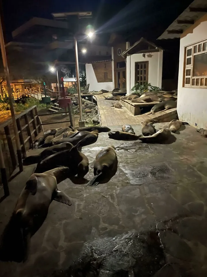 «Единственный путь к моему домику заблокирован милыми, но невероятно злыми морскими львами».