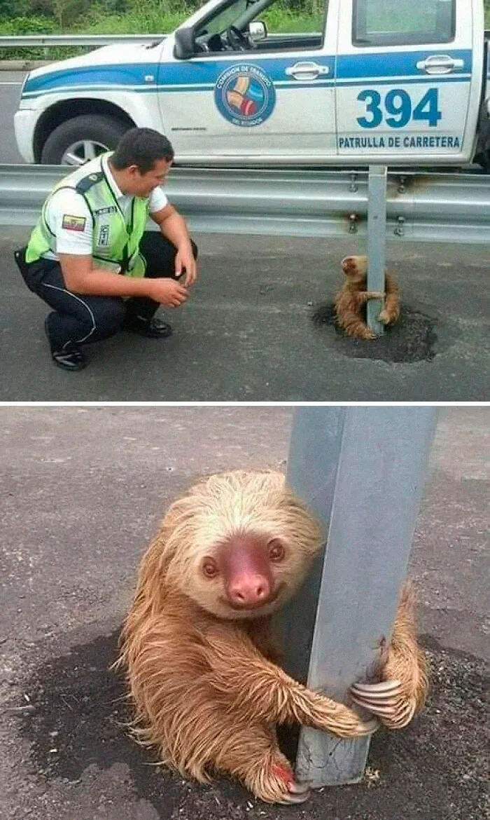 Полицейский спас маленького перепуганного ленивца, застрявшего на шоссе.