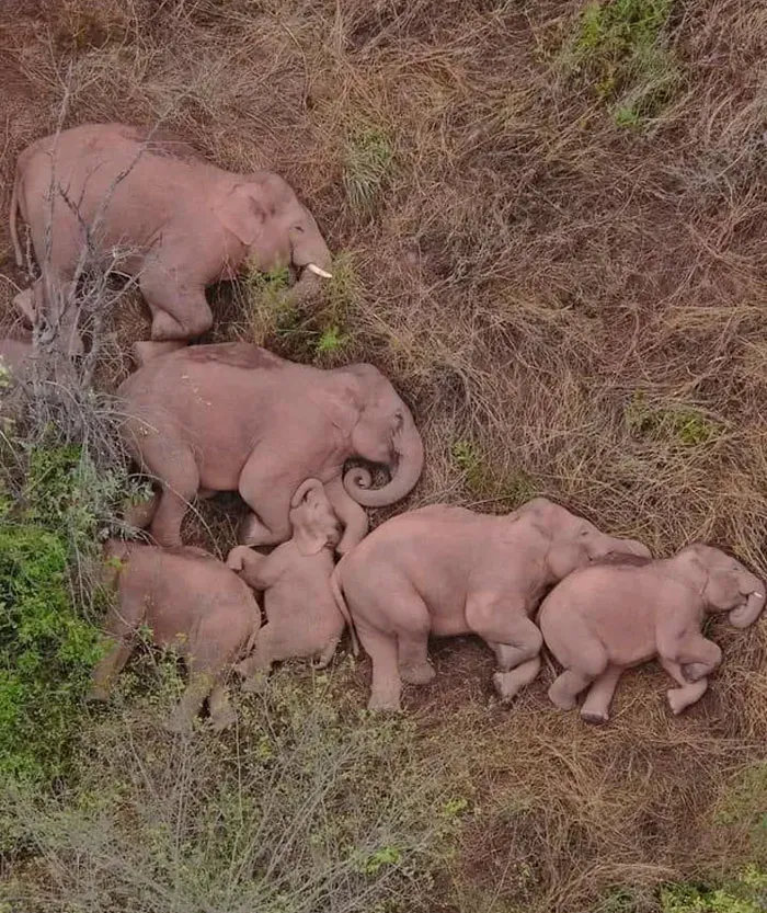 Семья слонов спит.