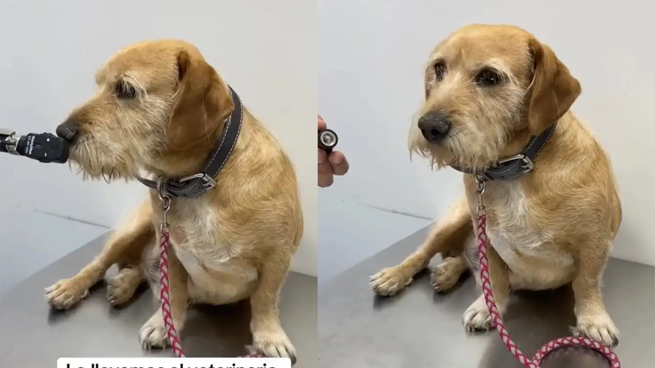 Пес Дон Луис.