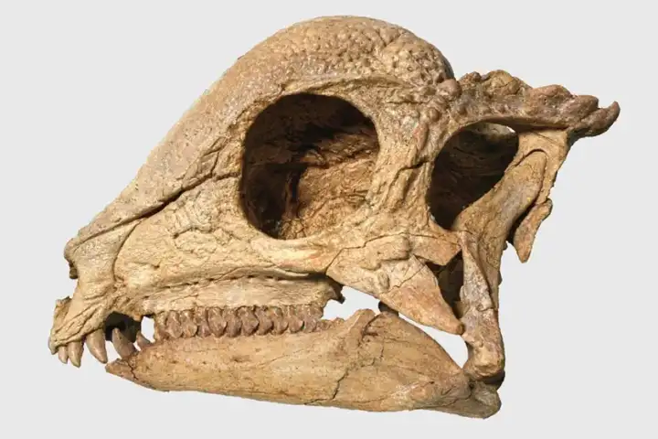 Найденный череп динозавра.