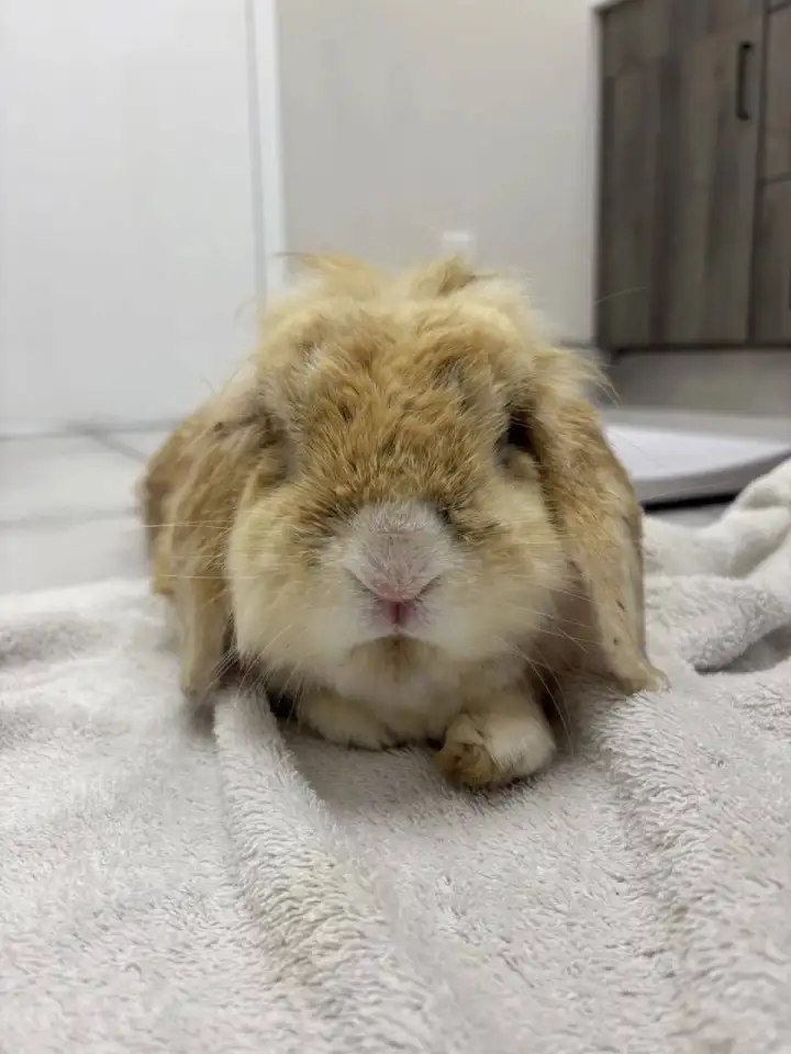 В Канаде волонтёры приютили коричневого кролика.