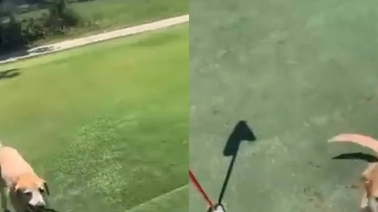Ретривер играет в гольф.