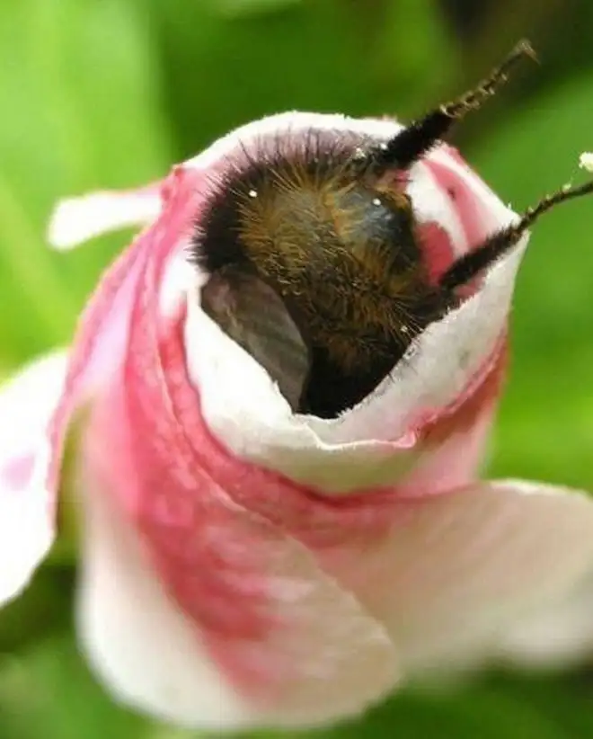 Шмель, достигнув состояния насыщения, впал в состояние покоя непосредственно в чашечке соцветия.