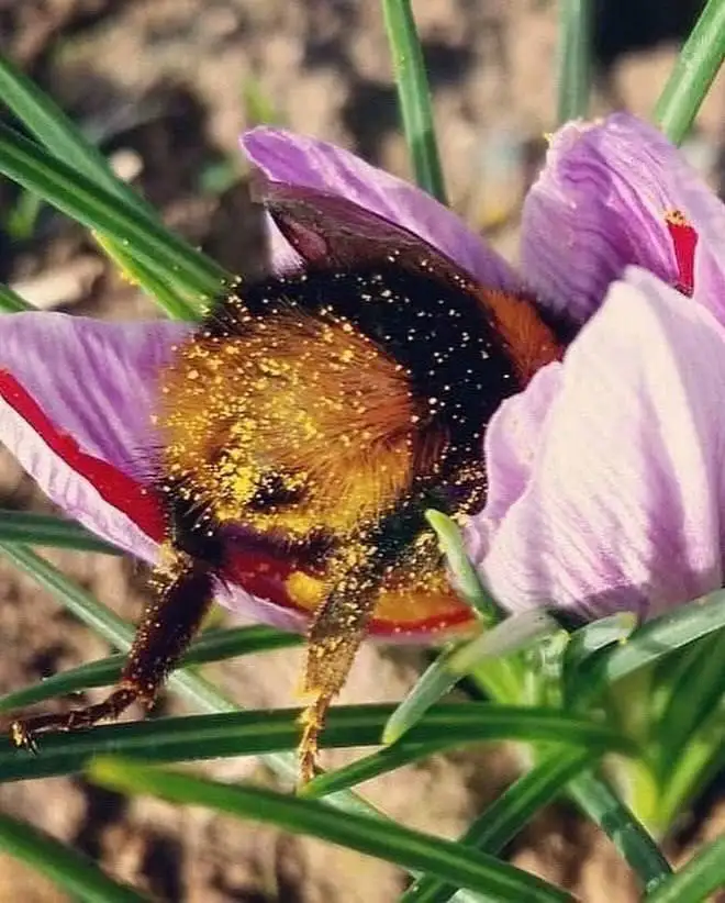 Шмель так уплел нектара, что рухнул спать прямо на месте «преступления».