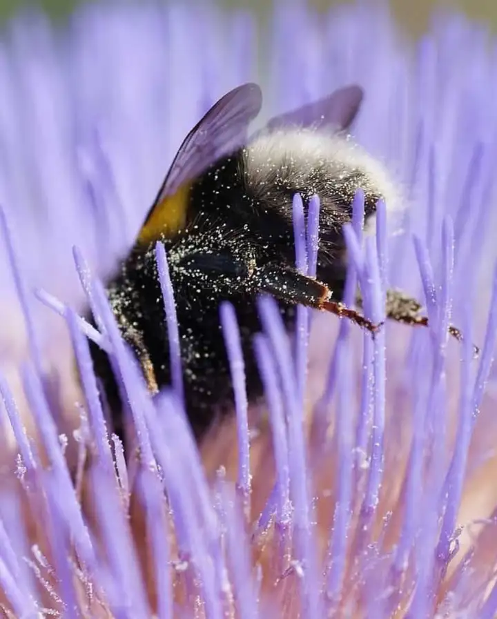 Пир окончен. Изнемогая от изобилия, шмель почил сном богатыря прямо на пиршественном столе — в сердце распустившегося цветка.