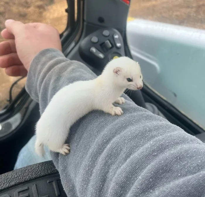 «Нашел сегодня этого маленького парня на работе». 