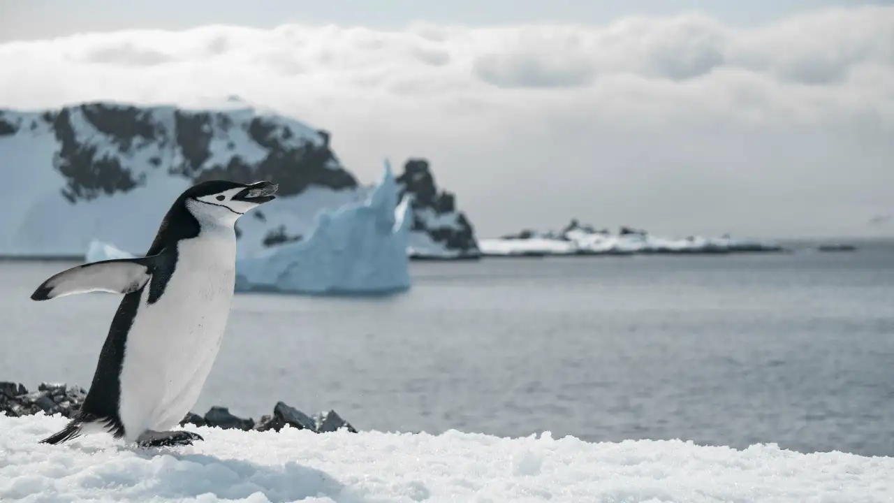 Антарктида.
