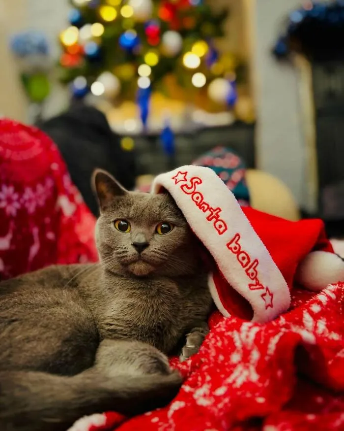 «Мой рождественский пушистик». «Мой рождественский пушистик».