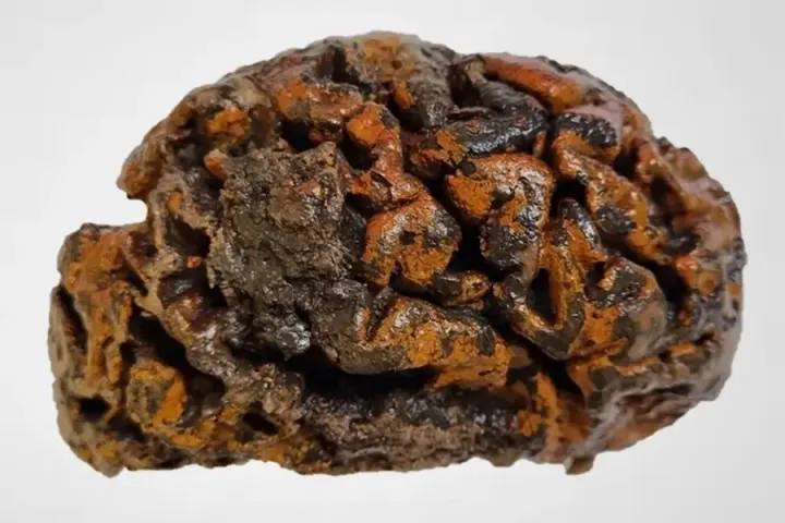  1000-летний мозг человека, раскопанный на кладбище в Бельгии, приобрёл оранжевый цвет из-за большого количества железа.