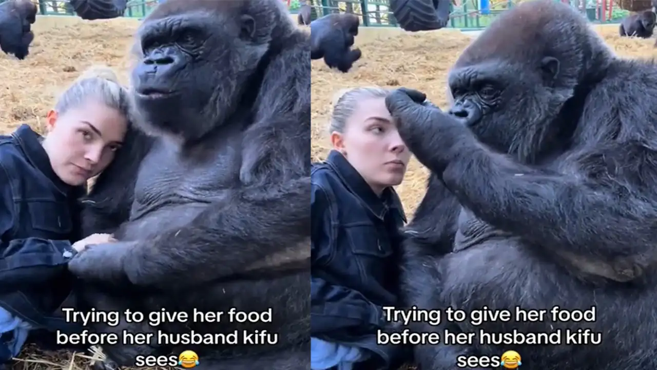 Смотрительница угощает гориллу.