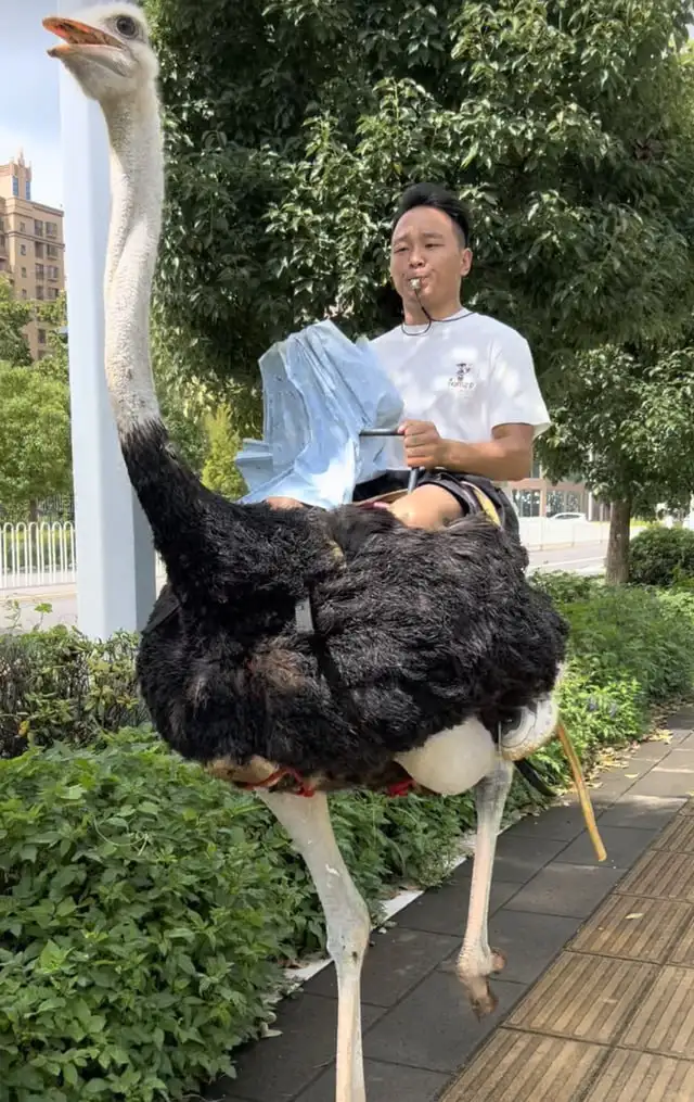 А Хуа на страусе.