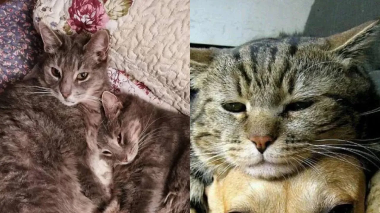 Сонные и спящие котики.