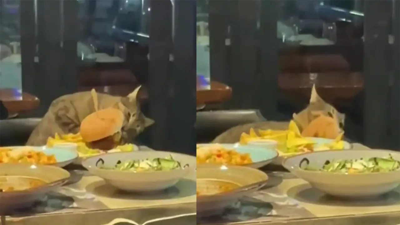 Кот стащил со стола бургер и ничуть не пожалел.