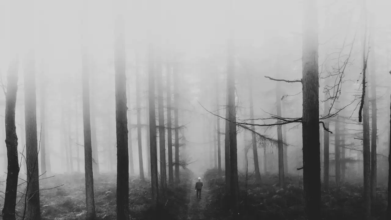 Мрачный лес.