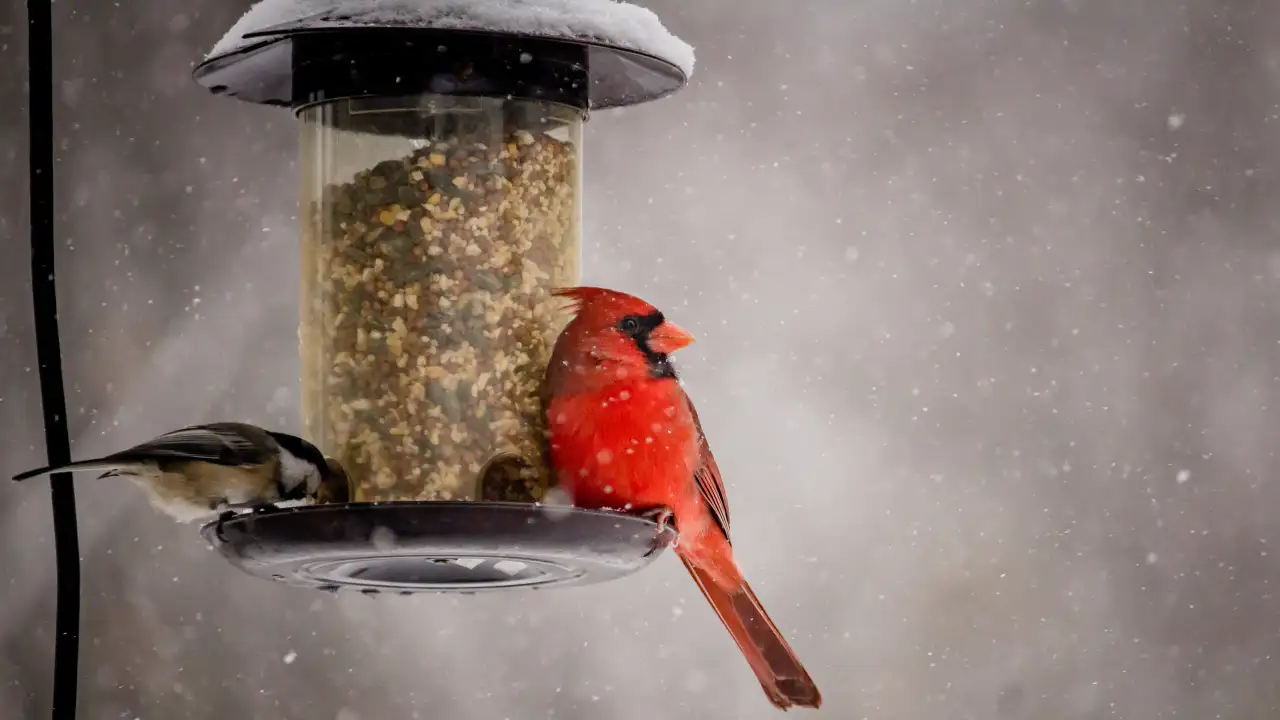 Птица у кормушки зимой.
